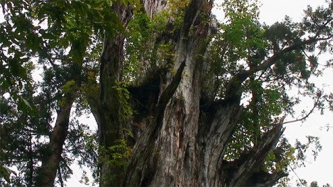 Giant cedar tree of Itoshiro