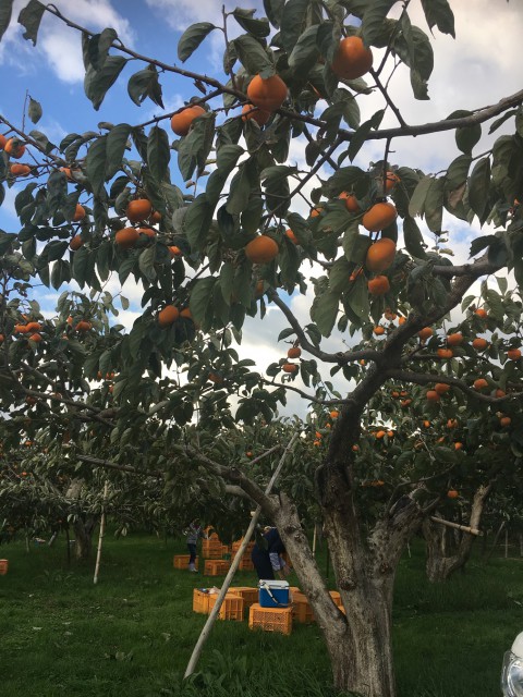 people were harvesting persimmons at a persimmon farm