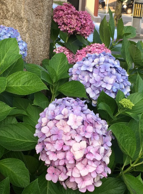 Hydrangea by asuwa river in Fukui City.  The purple of the flowers stood out in the color of the sky and trees.