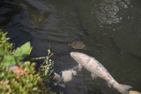 carps and a turtle in the pond that Mr. Takama and Julia are looking at