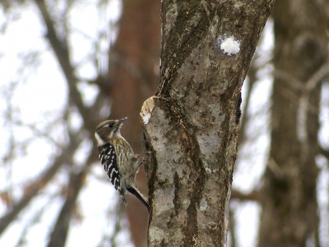Kogera (Japanese Pygmy Woodpecker)