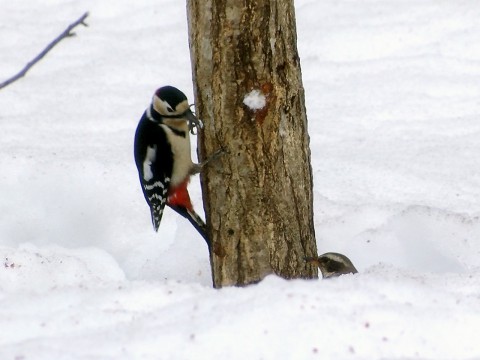 Akagera (Great spotted woodpecker) and Tsugumi (thrush)