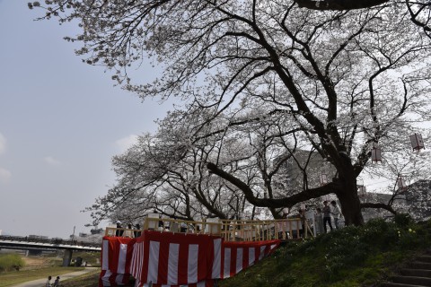 福井市足羽川沿いの桜並木沿いに設置された花見席