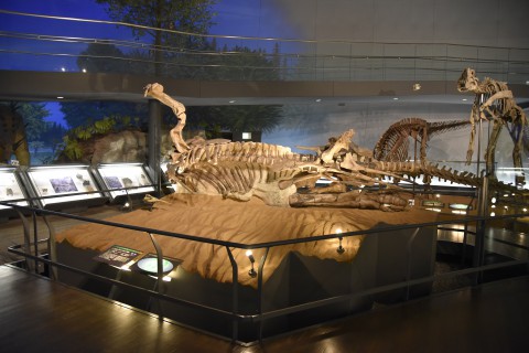 恐竜博物館、館内。とても広い