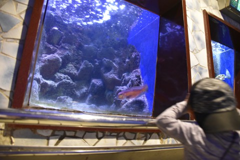 Mr. Ugyen Dorji's son is staring at fish in the beautiful fish tank