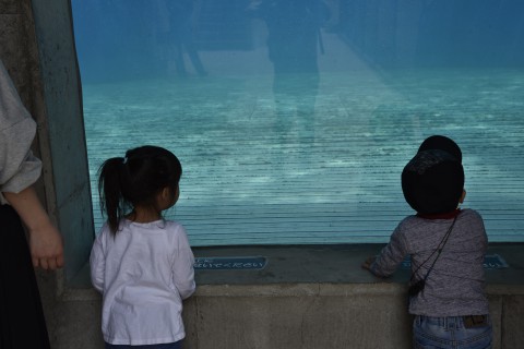 Mr. Ugyen Dorji and a girl are looking into a large dolphin tank