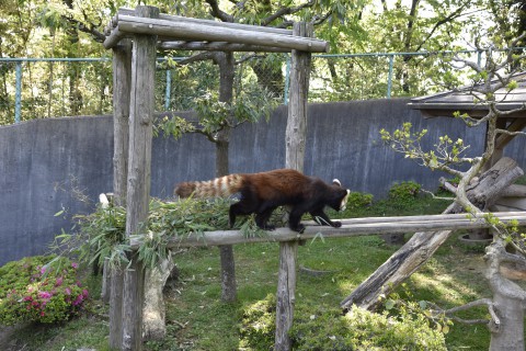 a lesser panda, red panda