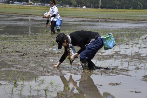 Arigato project 2017 rice planting