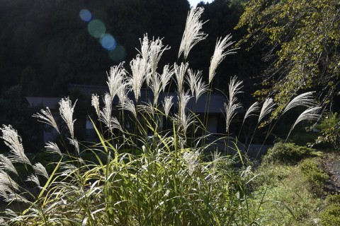 around the Senko-no-Ie, Japanese pampas grasses were constantly moving gently in the breeze