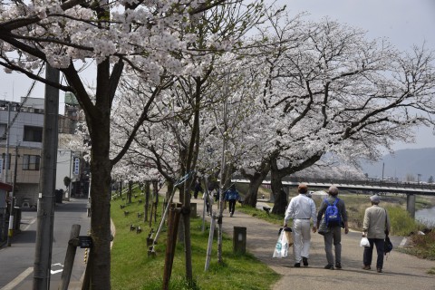 足羽川沿いの桜並木　桜のトンネルが美しい
