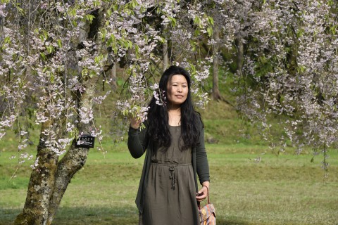 Mr. Ugyen Dorji's sister is standing under a beautiful cherry blossom tree at Ichijodani Asakura clan ruins in Fukui