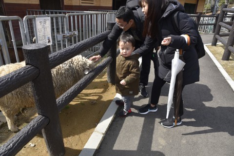 Mr. Ugyen Dorji's son is about to touch sheep
