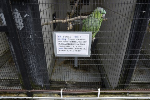 talking bird at Asuwayama amusement park, Jiro-chan