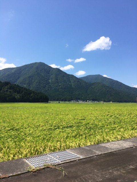 the large rice field in Ono city adosojitoho area where is surrounded by mountains