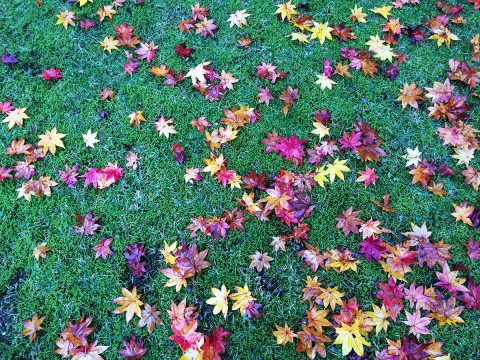 芝生の上の紅葉