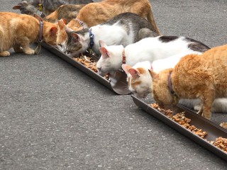 猫たちの食事タイム